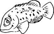 Fish Sticker 271