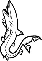 Shark Sticker 223