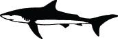 Shark Sticker 229