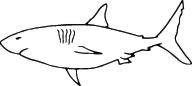 Shark Sticker 230