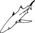 Shark Sticker 259