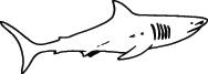 Shark Sticker 282