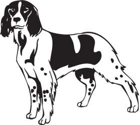 French Spaniel Dog Sticker