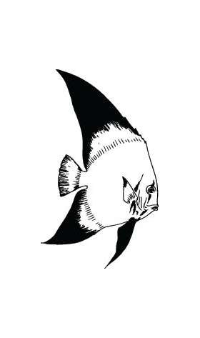 Fish Sticker 382