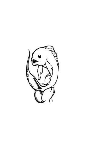 Fish Sticker 416